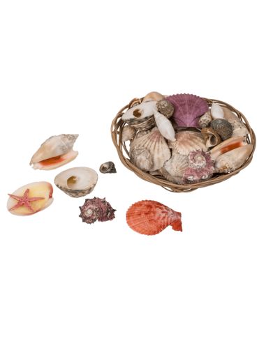 Corbeille de Coquillages  / Dimensions : 15 x 5 cm