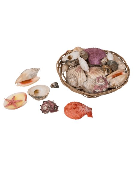 Corbeille de Coquillages  / Dimensions : 15 x 5 cm