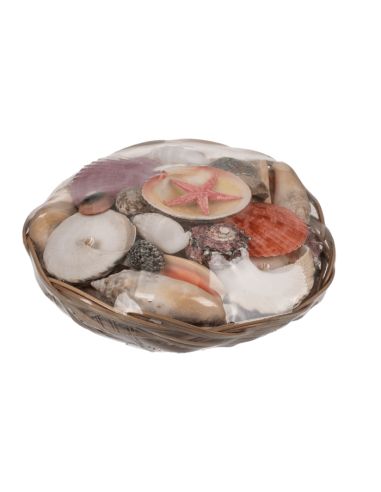 Corbeille de Coquillages  / Dimensions : 15 x 5 cm
