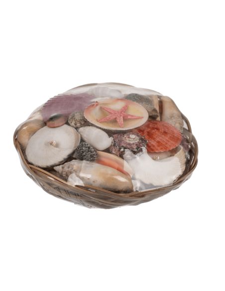 Corbeille de Coquillages  / Dimensions : 15 x 5 cm