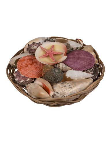 Corbeille de Coquillages  / Dimensions : 15 x 5 cm