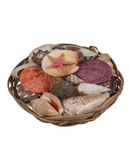 Corbeille de Coquillages  / Dimensions : 15 x 5 cm
