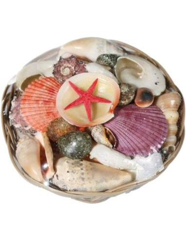 Corbeille de Coquillages  / Dimensions : 15 x 5 cm