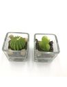 Lot de 2 Bougies Forme Cactus avec Verrine / Dimension : 5,3 x 5,5 cm