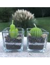 Lot de 2 Bougies Forme Cactus avec Verrine / Dimension : 5,3 x 5,5 cm