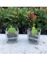 Lot de 2 Bougies Forme Cactus avec Verrine / Dimension : 5,3 x 5,5 cm