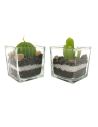 Lot de 2 Bougies Forme Cactus avec Verrine / Dimension : 5,3 x 5,5 cm
