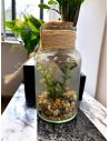 Pot Plante Artificielle en Verre - Dimensions : 12 x 6 cm