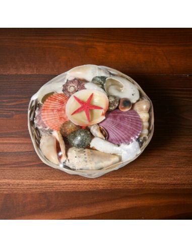 Corbeille de Coquillages  / Dimensions : 15 x 5 cm