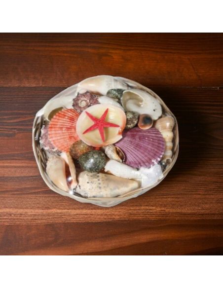 Corbeille de Coquillages  / Dimensions : 15 x 5 cm