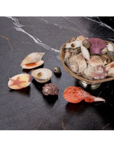 Corbeille de Coquillages  / Dimensions : 15 x 5 cm