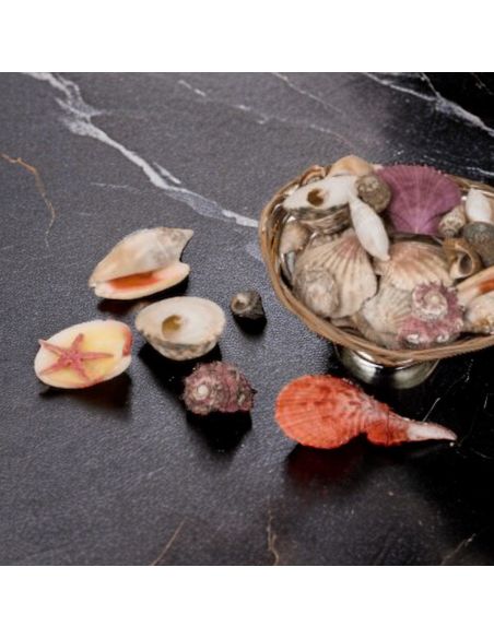 Corbeille de Coquillages  / Dimensions : 15 x 5 cm