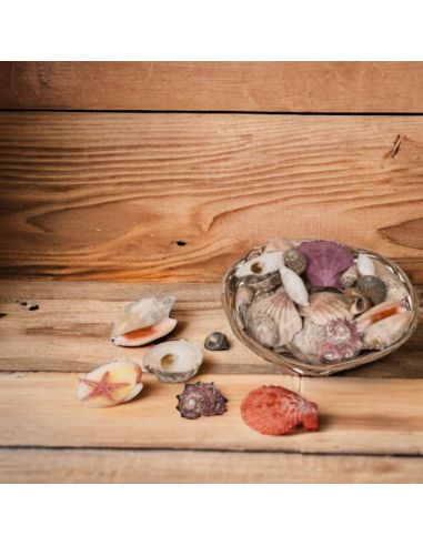 Corbeille de Coquillages  / Dimensions : 15 x 5 cm