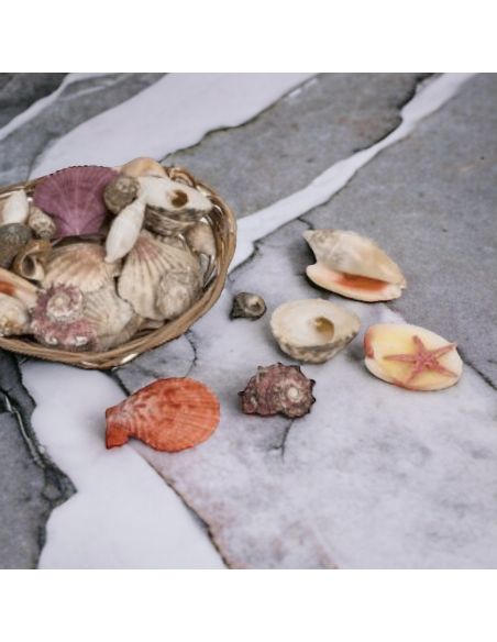 Corbeille de Coquillages  / Dimensions : 15 x 5 cm