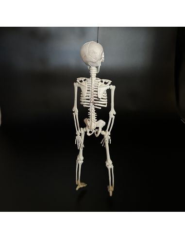 Décoration Halloween - Squelette à Suspendre en Plastique - Dimension : 40 cm