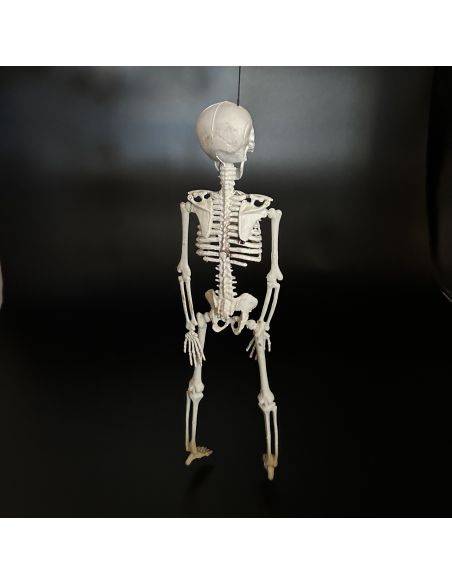Décoration Halloween - Squelette à Suspendre en Plastique - Dimension : 40 cm