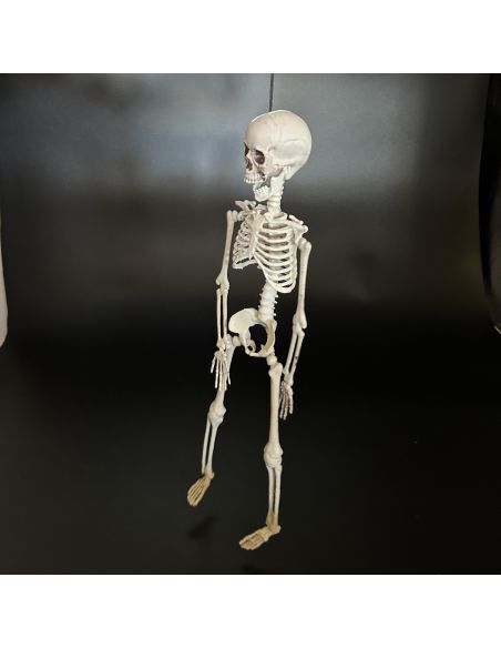 Décoration Halloween - Squelette à Suspendre en Plastique - Dimension : 40 cm