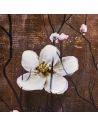 Impression sur Toile en 3 Parties Style Peinture Florale Structure en Bois - Dimensions d'une Partie : 55 x 3 x 100 cm